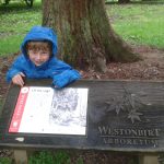 Sylva trail - Westonbirt - Of the sugi