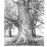 Sweet chestnut, p188 from The New Sylva. Drawing by Sarah Simblet