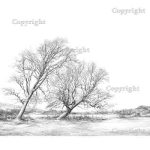 Cornish elms in East Sussex, p6-7 from The New Sylva. Drawing by Sarah Simblet