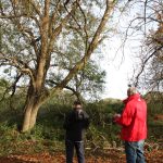 Helping Hands for Heritage volunteers at Tamar Valley AONB learning how to tag ash trees, and contribute towards the Living Ash Project
