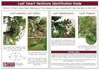 Leaf insect herbivore identification guide