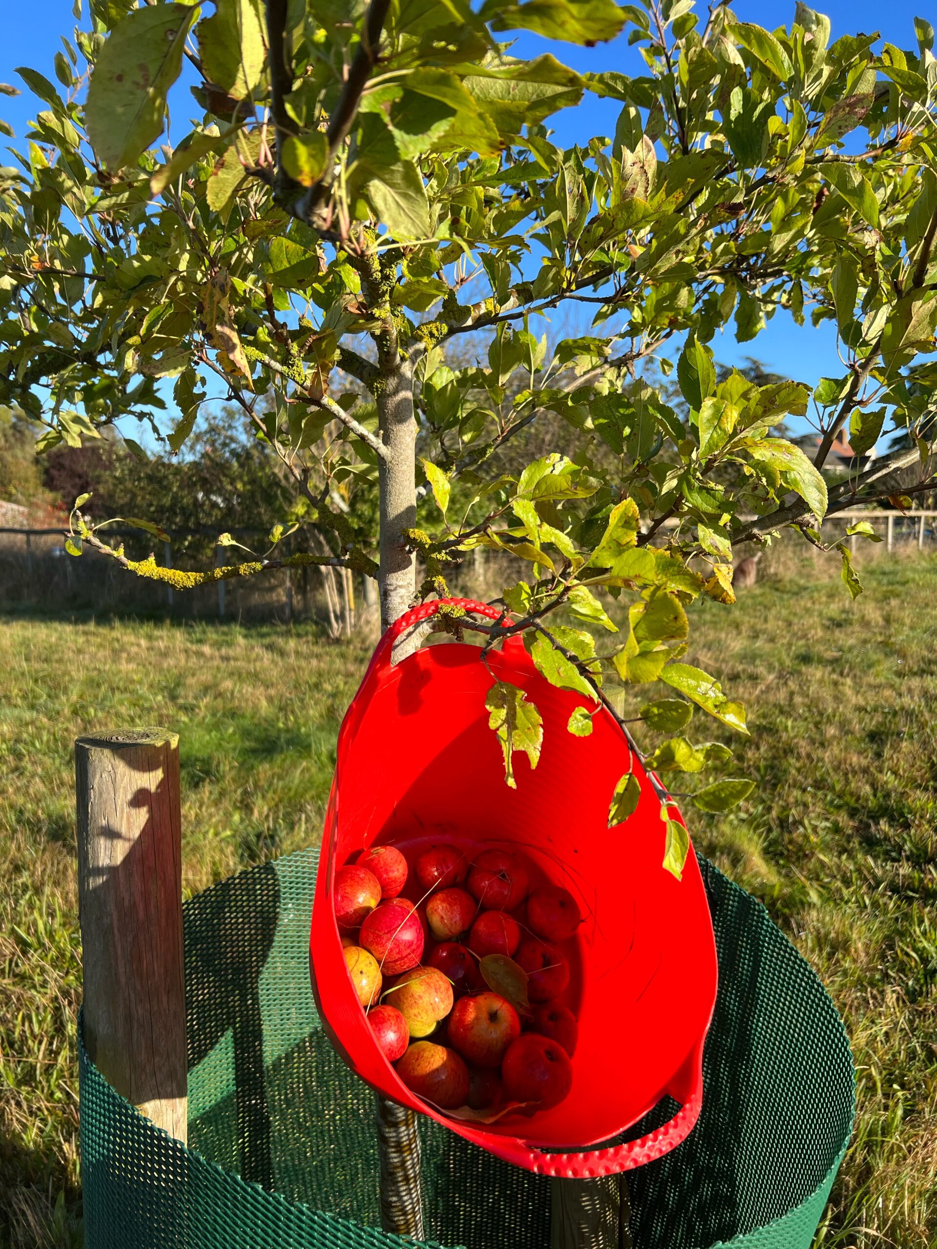 Wittenham-orchard-apples