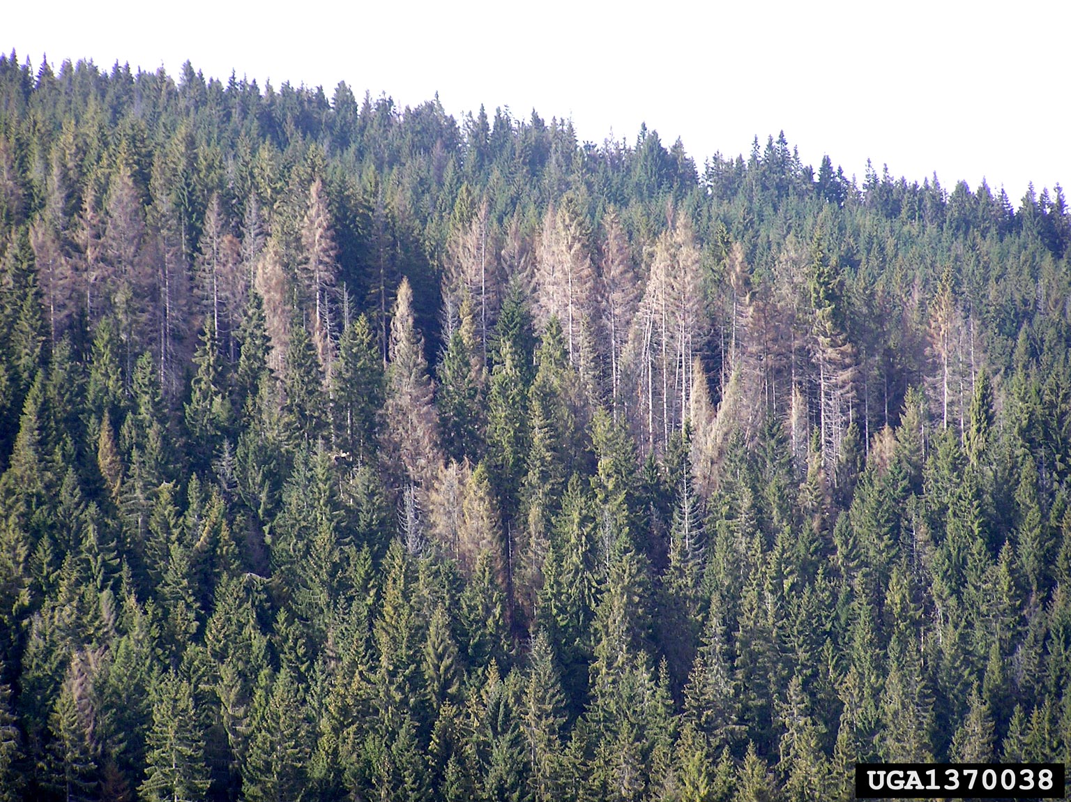 Spruce trees affected by Ips typographus